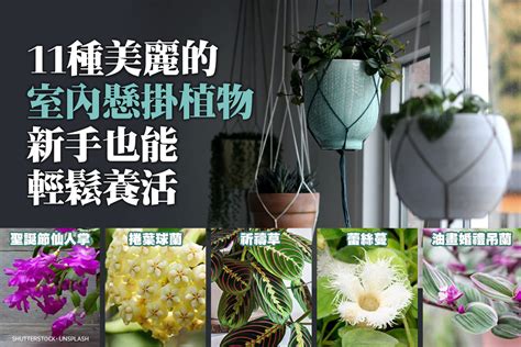 吊掛盆栽植物|11種美麗室內懸掛植物，新手也能輕鬆養活。 文/謝施恩－愛綠生。